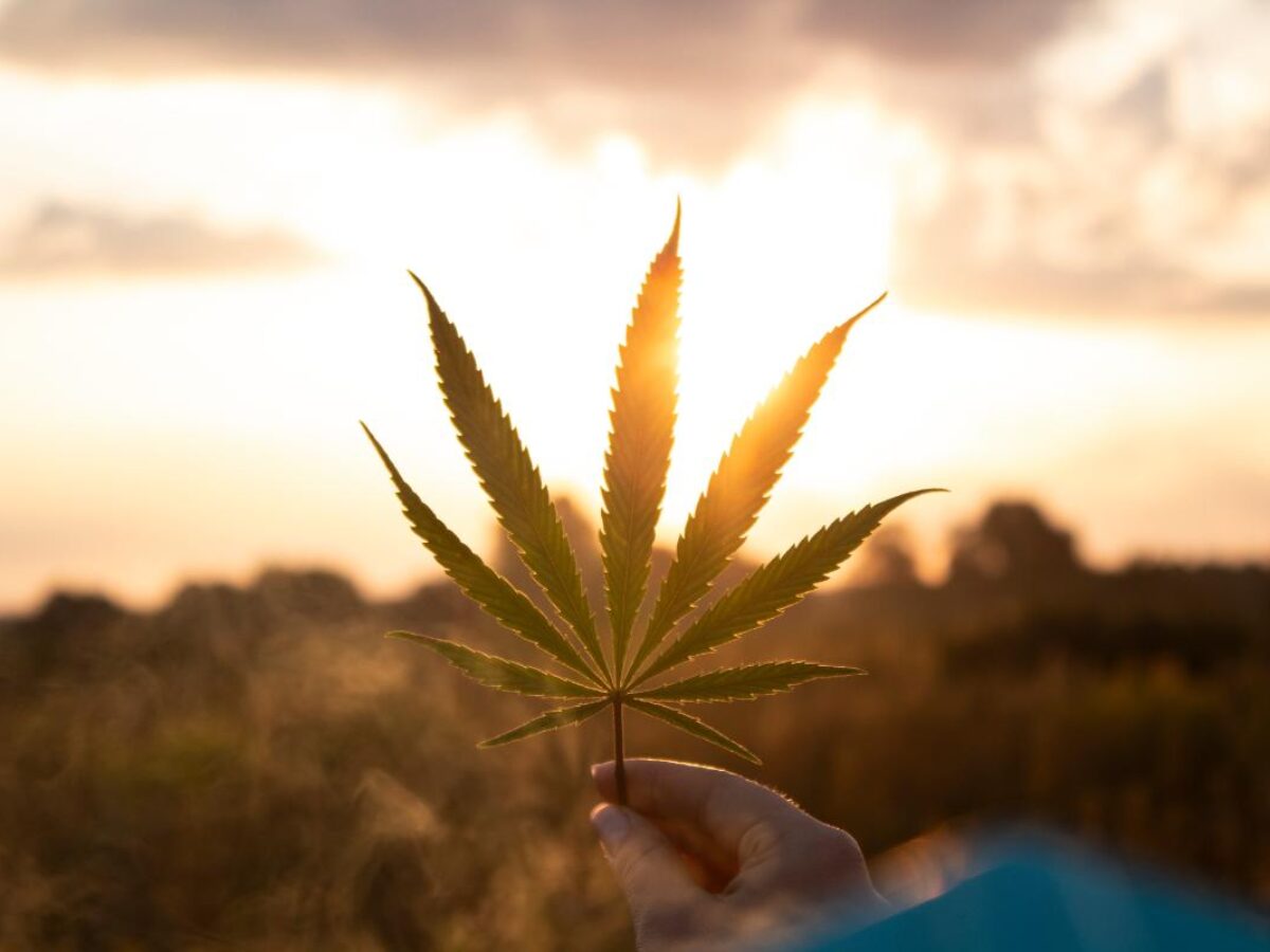 Is Weed a Drug?  Marijuana Addiction Treatment Center FL