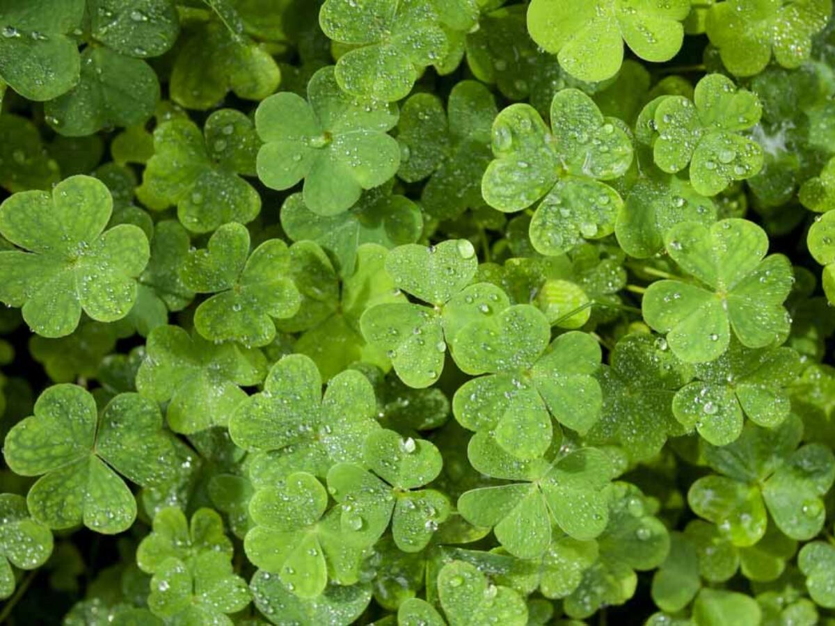 5 Ways to Have a Sober St. Patrick's Day